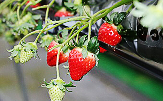 【ふるさと納税】【 小豆島 】小豆島のいちご（女峰）400g 化粧箱入り 果物類 苺 イチゴ 　お届け：2026年2月上旬～2026年4月下旬 サムネイル3