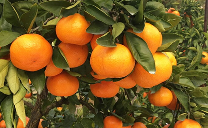 【ふるさと納税】【 小豆島 】小豆島 みかん 約5kg　 果物類 柑橘類 フルーツ ミカン 蜜柑 　お届け：2025年11月中旬～12月下旬 サムネイル2