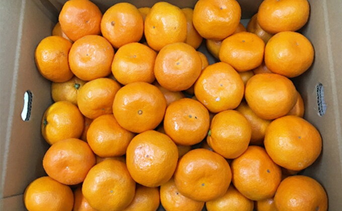 【ふるさと納税】【 小豆島 】小豆島 みかん 約5kg　 果物類 柑橘類 フルーツ ミカン 蜜柑 　お届け：2025年11月中旬～12月下旬 サムネイル3