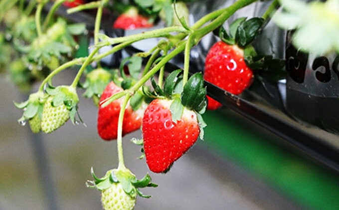【ふるさと納税】【 小豆島 】【2月からの発送】小豆島のいちご（女峰）400g 化粧箱入り×2箱 果物類 苺 イチゴ 　お届け：2026年2月上旬～4月下旬 サムネイル3