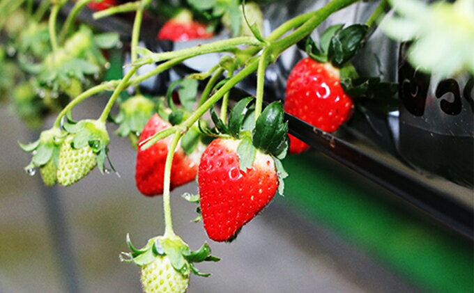 【ふるさと納税】【 小豆島 】【3月からの発送】小豆島のいちご（女峰）DXパック (250g×2パック入り) 果物類 苺 イチゴ 　お届け：2026年3月上旬～5月中旬 サムネイル3