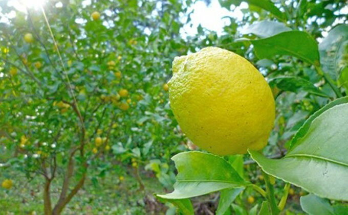 【ふるさと納税】【 小豆島 】豊島レモン2.5キロ【12月上旬発送開始】 果物類 柑橘類 檸檬 フルーツ 　お届け：2025年12月上旬～2026年1月下旬頃 サムネイル2