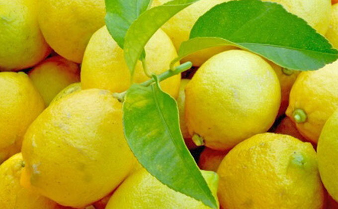 【ふるさと納税】【 小豆島 】豊島レモン2.5キロ【12月上旬発送開始】 果物類 柑橘類 檸檬 フルーツ 　お届け：2025年12月上旬～2026年1月下旬頃 サムネイル3