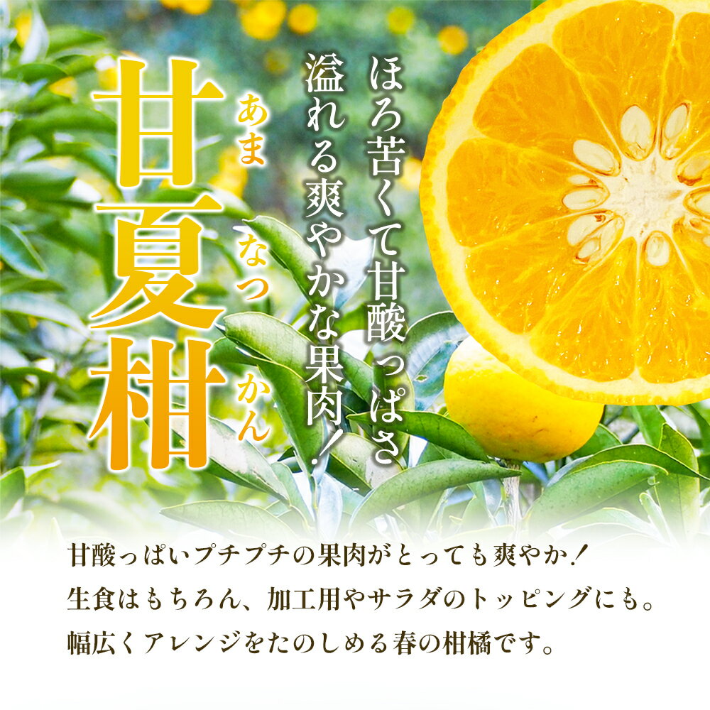 【ふるさと納税】【 小豆島 】甘夏柑　約5kg　お届け：2026年4月上旬～2026年5月中旬 サムネイル3