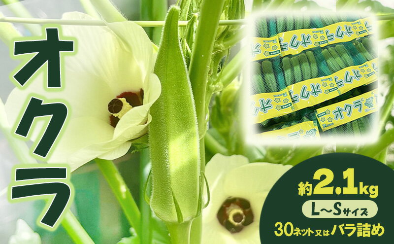 【ふるさと納税】オクラ 約2.1kg 野菜　お届け：2026年7月22日～10月10日 - 画像2