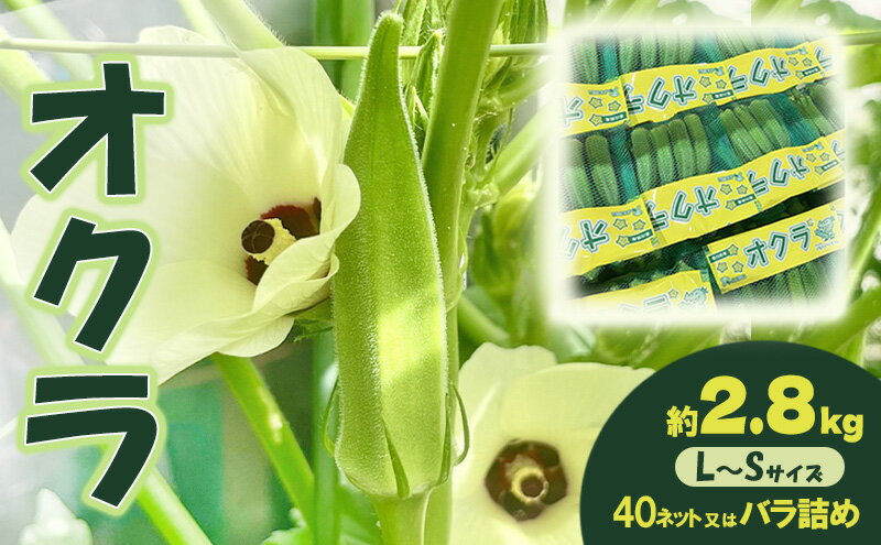 【ふるさと納税】オクラ 約2.8kg 野菜　お届け：2026年7月22日～10月10日 - 画像2