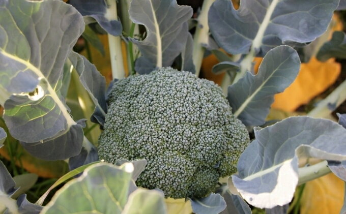 【ふるさと納税】訳ありブロッコリー　約4.5kg（サイズおまかせ）　お届け：11月下旬から5月上旬 - 画像3