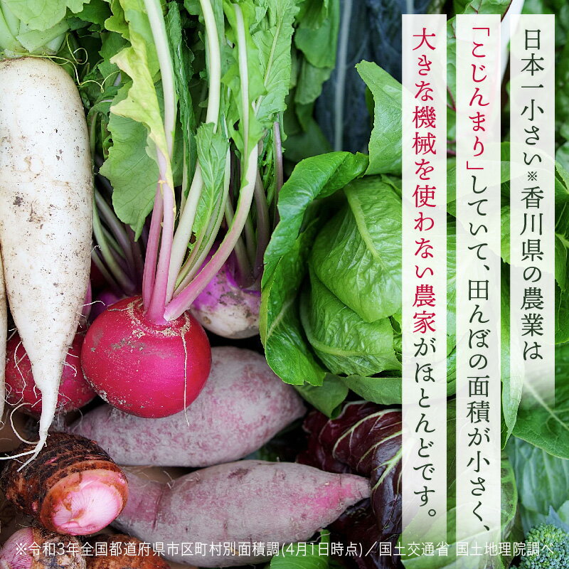 【ふるさと納税】プチマルシェお野菜ボックス(M)　季節の野菜8〜9種類　≪　IDOMALL　セレクト≫ 野菜 新鮮 冷蔵 旬 香川県 野菜ボックス 季節の野菜 青果物 季節 マルシェ 冷蔵 おすすめ - 画像2