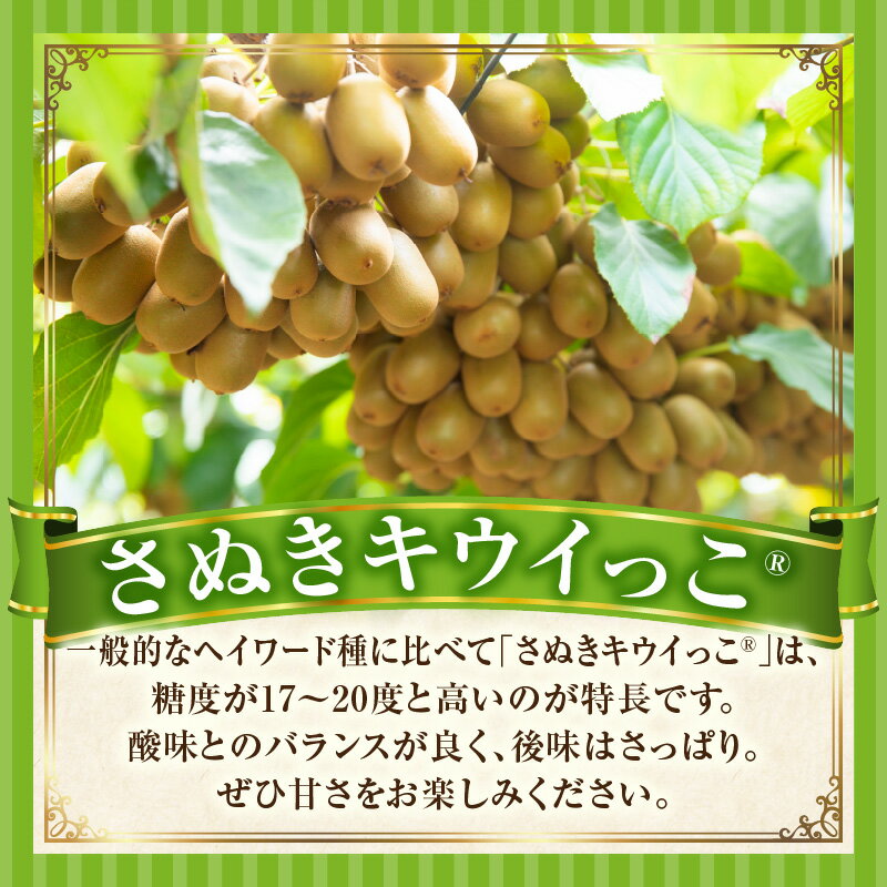 【ふるさと納税】こつぶでちゅるん　さぬきキウイっこ 約1.2kg キウイ フルーツ 果物 旬 旬の果物 キウイフルーツ デザート 生鮮食品 贈り物 贈答 お裾分け おすすめ 人気 ギフト グルメ 特産品 果肉 季節 季節の果物 香川県 三木町 送料無料 サムネイル2