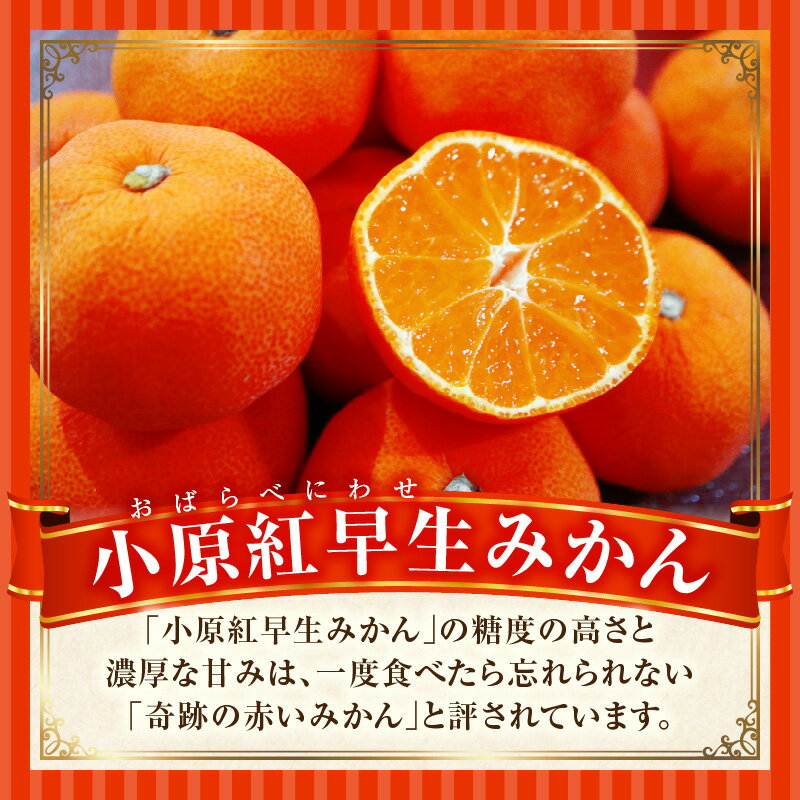 【ふるさと納税】小原紅早生みかん 3.0kg みかん 果物 デザート フルーツ お取り寄せ グルメ 柑橘 柑橘系 旬 旬の果物 家庭用 生鮮食品 贈り物 贈答 柑橘果物 おすすめ 人気 旬のみかん 季節 季節の果物 果汁 香川県 三木町 サムネイル2