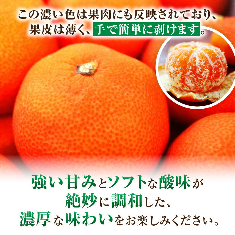 【ふるさと納税】小原紅早生みかん 3.0kg みかん 果物 デザート フルーツ お取り寄せ グルメ 柑橘 柑橘系 旬 旬の果物 家庭用 生鮮食品 贈り物 贈答 柑橘果物 おすすめ 人気 旬のみかん 季節 季節の果物 果汁 香川県 三木町 サムネイル3