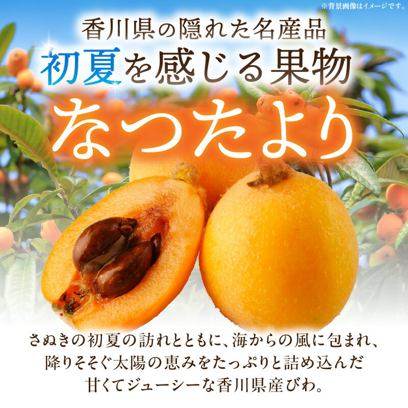 【ふるさと納税】【先行予約】初夏を感じる果物 香川県産びわ 約1.0kg びわ 枇杷 なつたより 果物 フルーツ 人気 香川 香川県 三木町 初夏 ハウス栽培 厳選 袋掛け 完熟 ジューシー 糖度が高い 先行受付 季節限定 旬 おすすめ デザート 香川県産 送料無料 サムネイル2