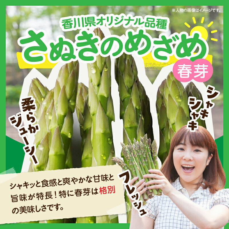 【ふるさと納税】三木町産 香川オリジナルアスパラガス「さぬきのめざめ」 セミロング　春芽　約950g 野菜 アスパラ アスパラガス さぬきのめざめ 春 冷蔵 新鮮 香川県 三木町 セミロング おすすめ - 画像2
