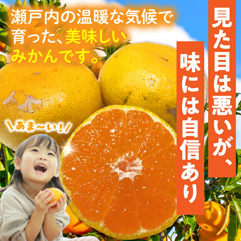 【ふるさと納税】【先行予約】訳あり温州みかん 約10kg みかん 温州みかん 果物 果実 訳あり 訳ありみかん 訳あり果物 訳ありフルーツ フルーツ みかん 柑橘 デザート 青果 訳あり品 グルメ ストック 家庭用 ご家庭用 オレンジ お裾分け 青果物 香川県 三木町 送料無料 サムネイル2