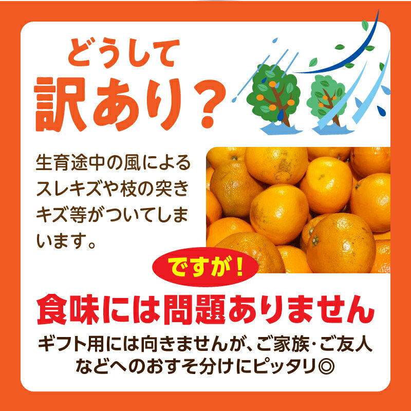 【ふるさと納税】【先行予約】訳あり温州みかん 約10kg みかん 温州みかん 果物 果実 訳あり 訳ありみかん 訳あり果物 訳ありフルーツ フルーツ みかん 柑橘 デザート 青果 訳あり品 グルメ ストック 家庭用 ご家庭用 オレンジ お裾分け 青果物 香川県 三木町 送料無料 サムネイル3