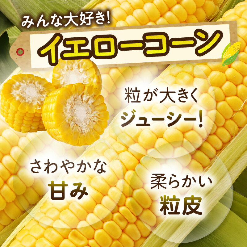 【ふるさと納税】三木町産 イエローコーン 約3.5kg とうもろこし 野菜 コーン イエローコーン 旬の野菜 旬 季節の野菜 季節 贈答 贈り物 ギフト プレゼント おすそ分け グルメ お取り寄せ 人気 おすすめ 特産 特産品 生鮮食品 香川県 三木町 送料無料 - 画像2