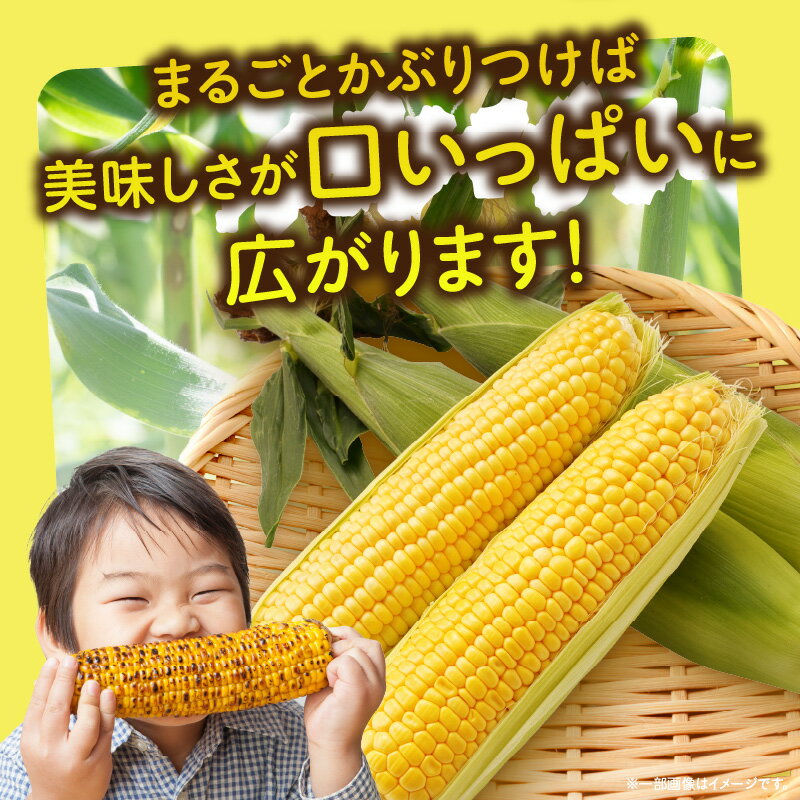 【ふるさと納税】三木町産 イエローコーン 約3.5kg とうもろこし 野菜 コーン イエローコーン 旬の野菜 旬 季節の野菜 季節 贈答 贈り物 ギフト プレゼント おすそ分け グルメ お取り寄せ 人気 おすすめ 特産 特産品 生鮮食品 香川県 三木町 送料無料 - 画像3