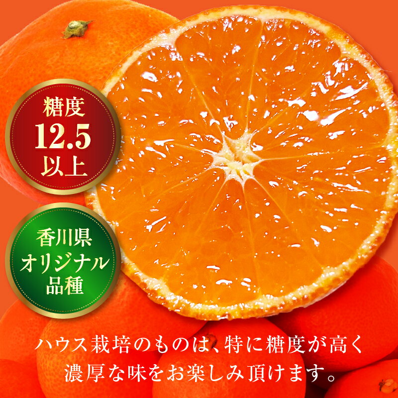 【ふるさと納税】【先行予約】＼オリジナル品種／ ハウスさぬき紅みかん 約1kg10-18玉（化粧箱入り）【香川県共通返礼品】みかん オレンジ 柑橘 果物 フルーツ 青果 デザート スイーツ おすすめ 贈答 ギフト プレゼント 化粧箱 特産品 小原早生みかん 特産 香川県 三木町 サムネイル3