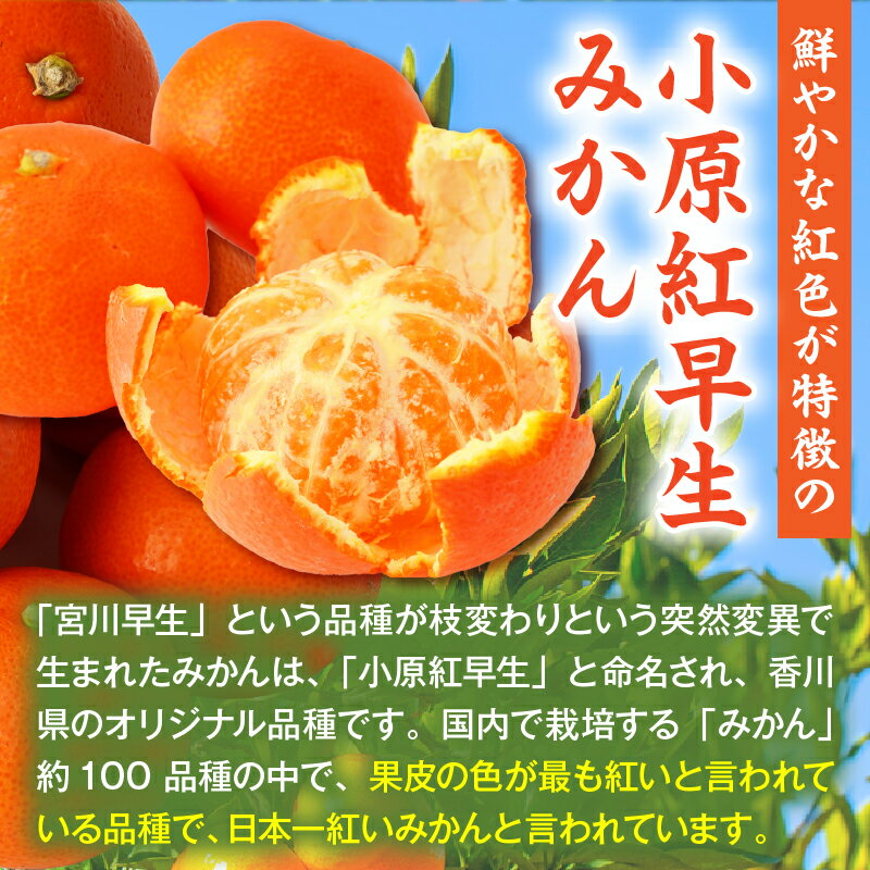 【ふるさと納税】小原紅早生みかん　約5.0kg【香川県共通返礼品】小原紅早生 甘い みかん ミカン 柑橘 柑橘系 果物 フルーツ 青果 デザート グルメ おすすめ 贈答 贈り物 贈答用 ギフト プレゼント 特産品 特産 取り寄せ 香川県 三木町 サムネイル2