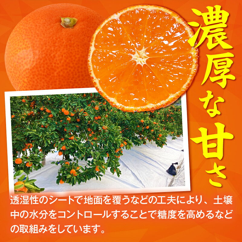 【ふるさと納税】小原紅早生みかん　約5.0kg【香川県共通返礼品】小原紅早生 甘い みかん ミカン 柑橘 柑橘系 果物 フルーツ 青果 デザート グルメ おすすめ 贈答 贈り物 贈答用 ギフト プレゼント 特産品 特産 取り寄せ 香川県 三木町 サムネイル3