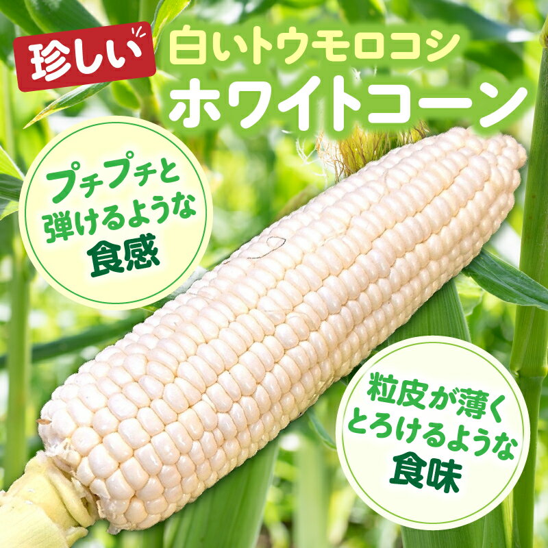 【ふるさと納税】【先行予約】【訳あり】ご家庭用細物ホワイトコーン約3.5kg とうもろこし 野菜 コーン 旬の野菜 旬 季節の野菜 季節 贈答 贈り物 ギフト プレゼント おすそ分け お野菜 ふるさと グルメ お取り寄せ 人気 おすすめ 特産 特産品 生鮮食品 香川県 三木町 - 画像2