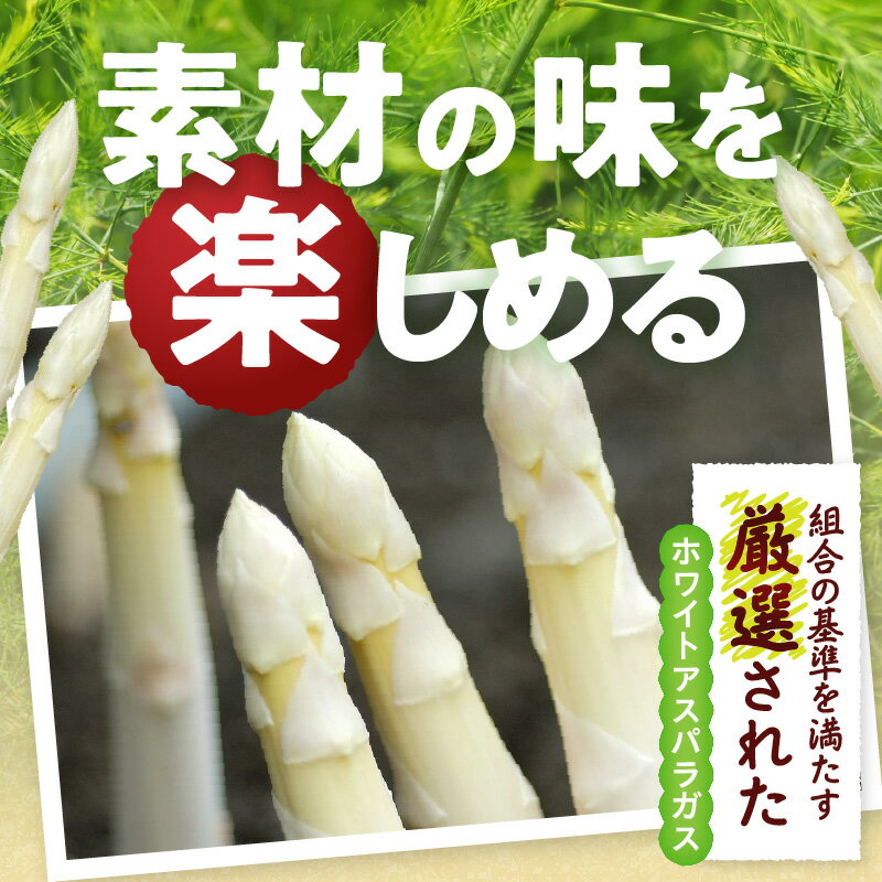 【ふるさと納税】【先行予約】ホワイトアスパラガス約1kg（3～4月出荷） アスパラ 野菜 旬の野菜 人気 旬 お裾分け ギフト おすすめ アスパラガス ホワイトアスパラガス 新鮮 素材の味 香川県産 柔らかい 食感 春野菜 食品 お取り寄せ野菜 直送 香川県 三木町 送料無料 - 画像2