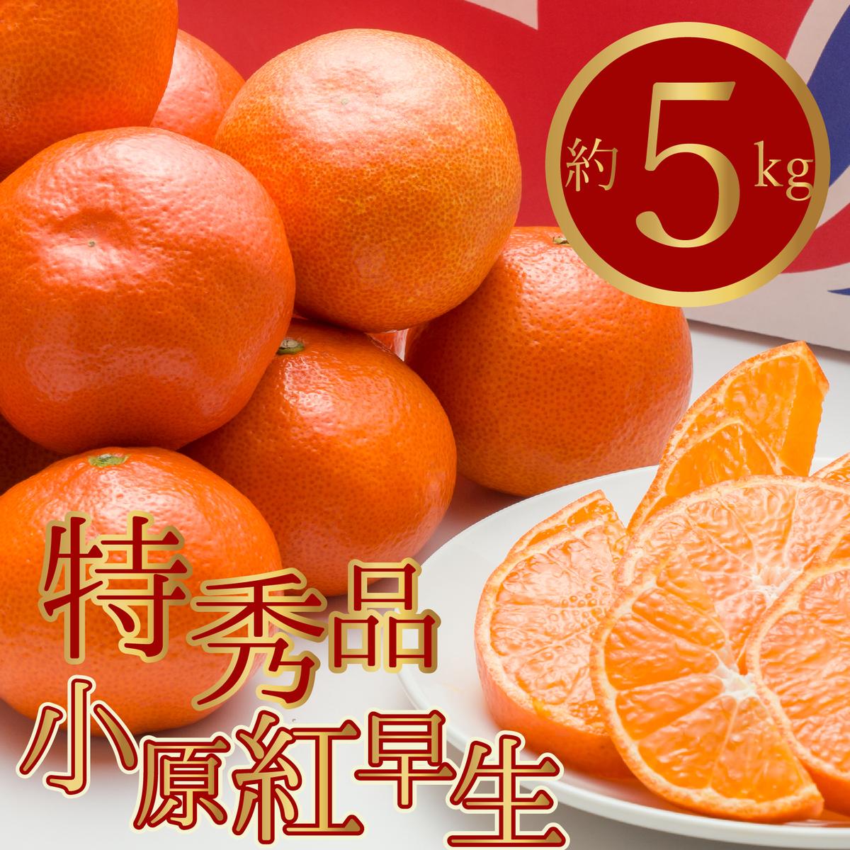 特秀品！真っ赤なお蜜柑「小原紅早生」約5kg　お届け：2025年11月中旬～2026年1月下旬