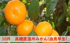 【ふるさと納税】【6回 頒布会】みかん 定期便 6回 フルーツ フジカワ果樹園オリジナル（新季節の柑橘セット） 果物 詰合せ サムネイル3