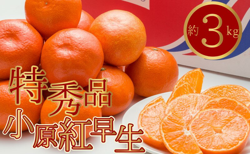 【ふるさと納税】特秀品！真っ赤なお蜜柑「小原紅早生」約3kg みかん　お届け：2025年11月中旬～2026年1月下旬 サムネイル2