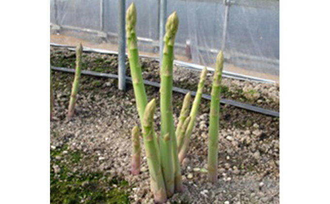 【ふるさと納税】香川県オリジナルアスパラガス「さぬきのめざめ」夏芽 約1.5kg 野菜 　お届け：2026年6月上旬～10月上旬頃※状況によって希望通りお届けできない場合もあります。 - 画像2