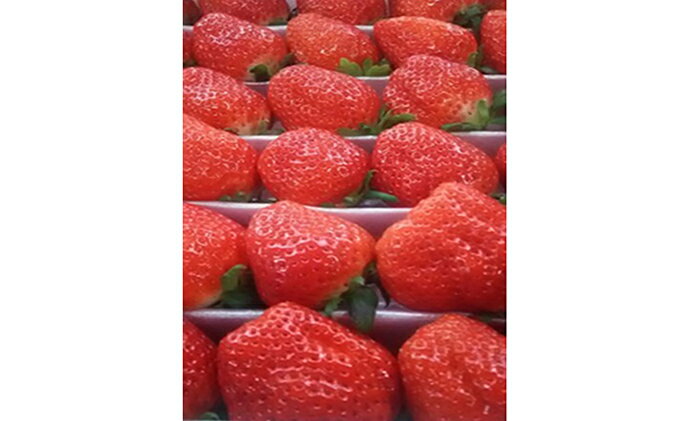 【ふるさと納税】【1月～順次発送】さぬきひめ苺　つる付き約1kg 果物類 いちご イチゴ 　お届け：2026年1月下旬～4月中旬 - 画像3