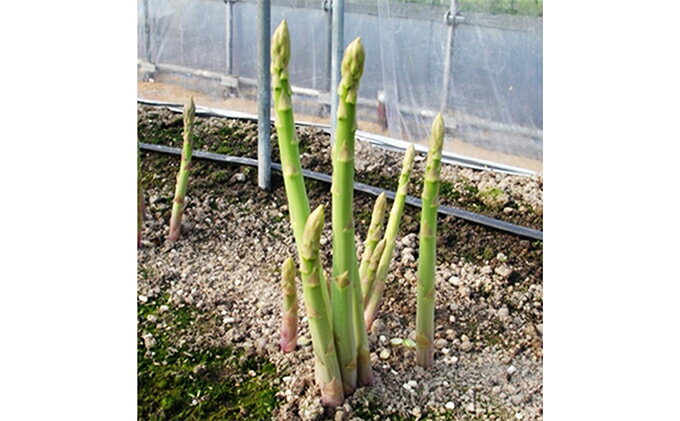 【ふるさと納税】香川県オリジナルアスパラガス「さぬきのめざめ」夏芽　約700g 野菜 　お届け：2026年6月上旬～10月上旬頃※状況によって希望通りお届けできない場合もあります。 - 画像3