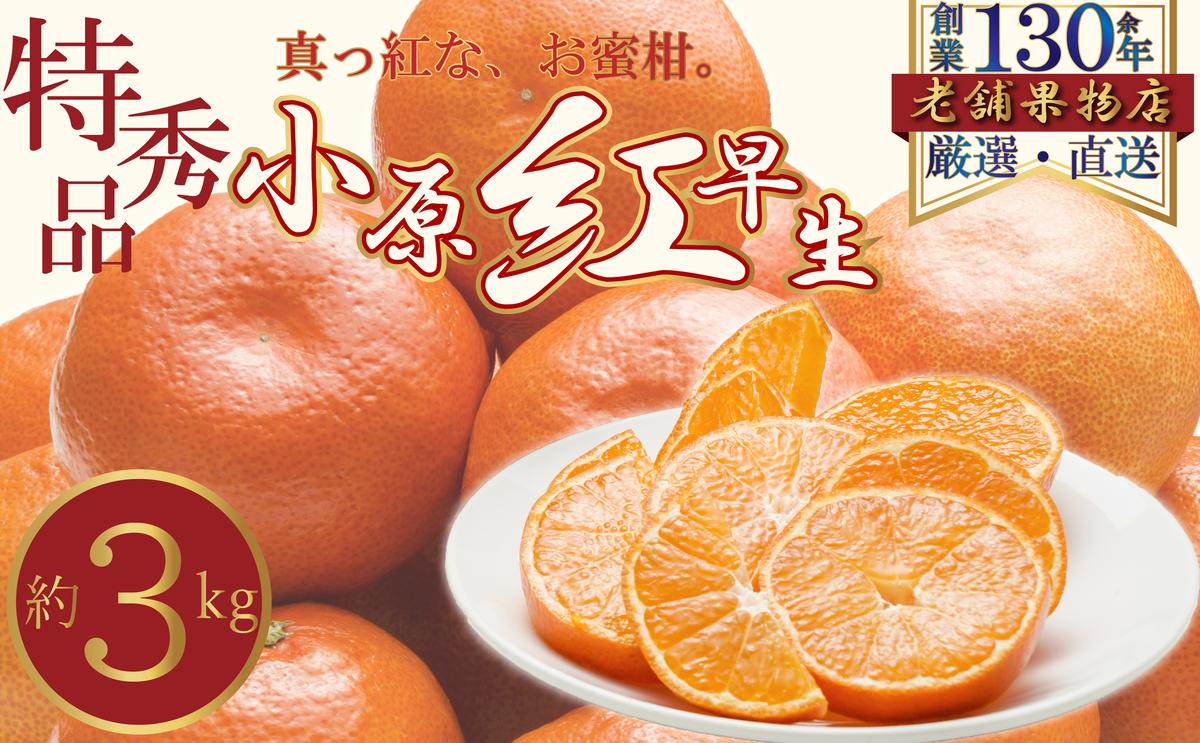 【ふるさと納税】特秀品！真っ赤なお蜜柑「小原紅早生」　約3kg　お届け：2025年11月15日～2026年1月31日 サムネイル2