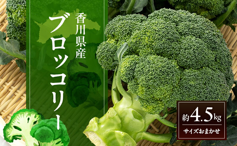 【ふるさと納税】訳あり ブロッコリー 約4.5kg (サイズおまかせ) 野菜　お届け：2025年11月25日～2026年5月9日 - 画像2