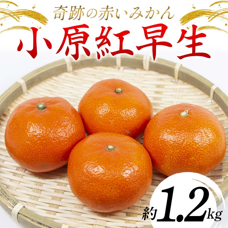 【先行予約】《2025年12月頃お届け》みかん 奇跡の赤いみかん 小原紅早生 1.2kg 蜜柑 早生 果物 柑橘 濃いみかん 赤いみかん むきやすい ミカン フルーツ 旬 香川県 香川県共通返礼品 F5J-1020