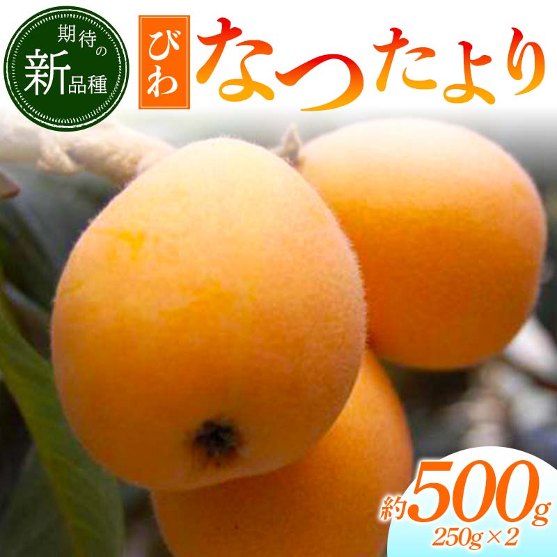【先行予約 2026年5月～6月頃お届け】【香川県共通返礼品】なつたよりびわ 約500g 250g×2 びわ なつたより 大玉 柔らかい 香川県共通返礼品 食品 名産 四国 香川 F5J-1031