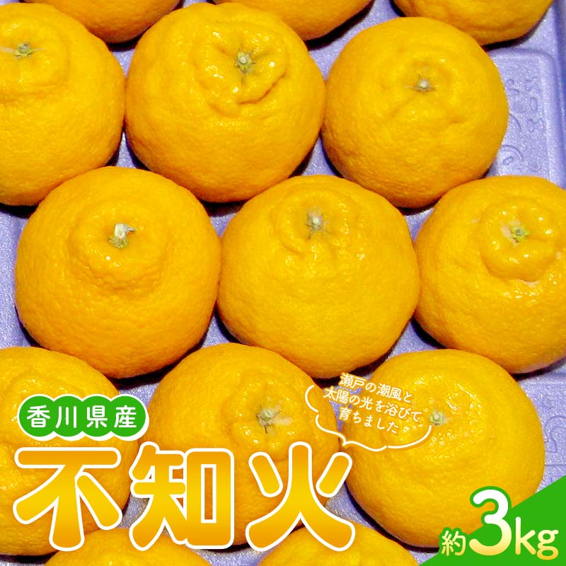 【先行予約2026年2月～3月頃お届け】 不知火(約3kg) しらぬひ しらぬい 柑橘 果物 香川県 琴平町 フルーツみかん 旬 F5J-1032