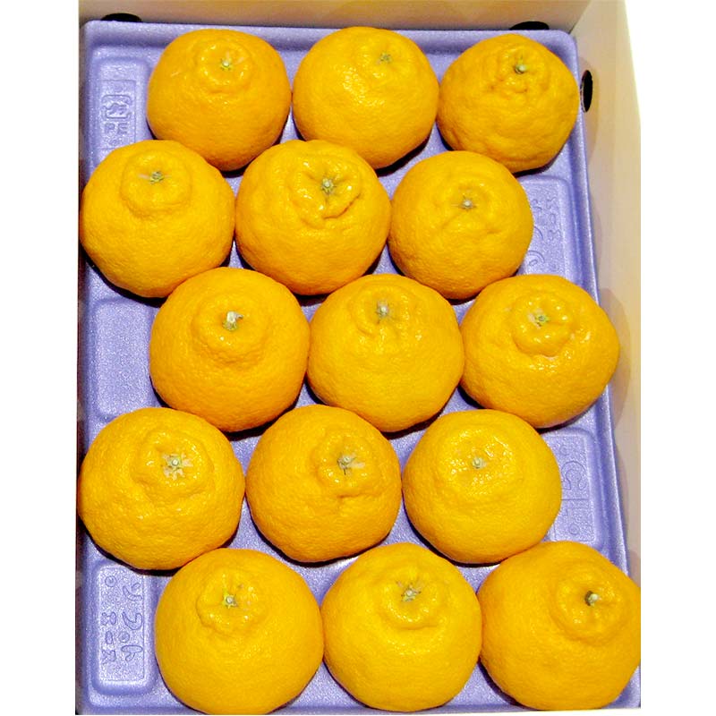 【ふるさと納税】【先行予約2026年2月～3月頃お届け】 不知火(約3kg) しらぬひ しらぬい 柑橘 果物 香川県 琴平町 フルーツみかん 旬 F5J-1032 サムネイル2