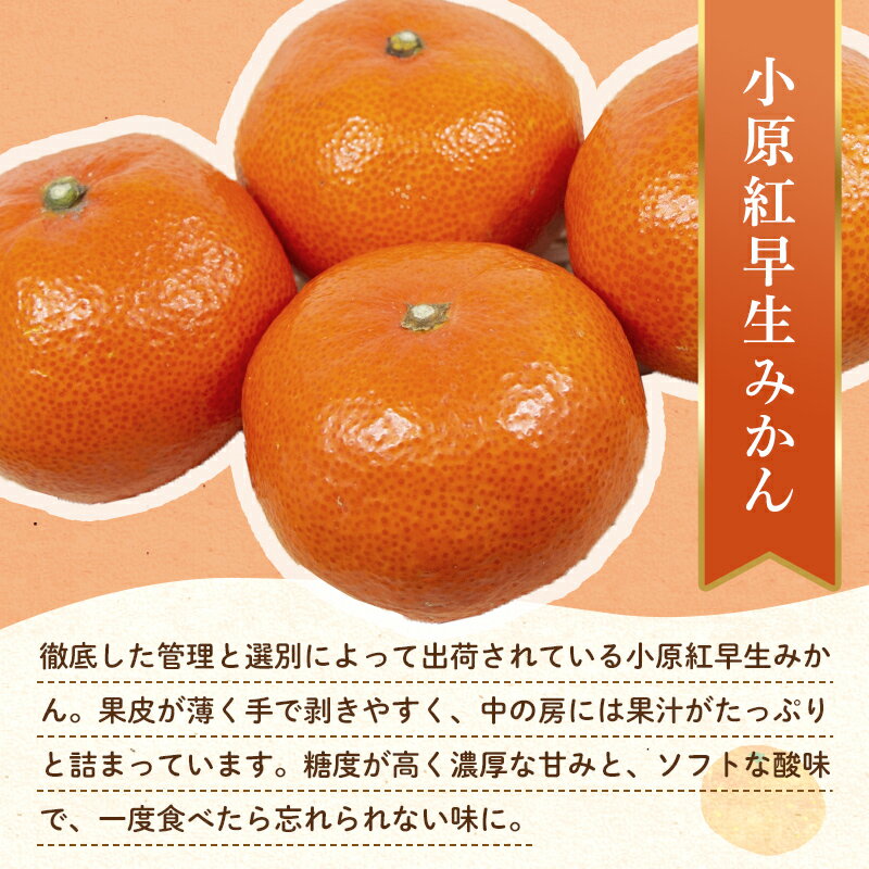 【ふるさと納税】【先行予約】《2025年12月頃お届け》みかん 奇跡の赤いみかん 小原紅早生 1.2kg 蜜柑 早生 果物 柑橘 濃いみかん 赤いみかん むきやすい ミカン フルーツ 旬 香川県 香川県共通返礼品 F5J-1020 サムネイル2