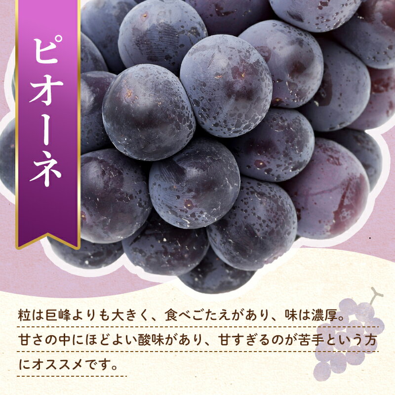 【ふるさと納税】【フルーツ定期便 3回】 《せとかからスタート》 Fセット ピオーネ 約1.2kg せとか 約5kg デコポン 約5kg ぶどう みかん 柑橘 旬 果物 国産 香川県 フルーツ定期便 F5J-798 サムネイル2