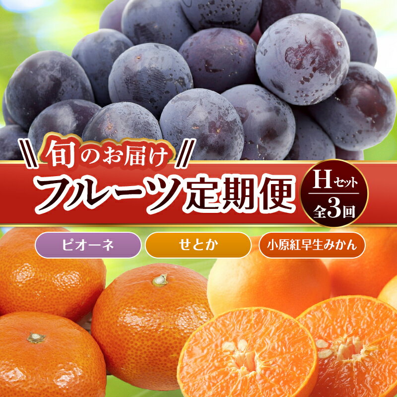 【フルーツ定期便 3回】 《小原紅早生みかんからスタート》 Hセット ピオーネ 約1.2kg 小原紅早生みかん 約4.5kg せとか 約5kg ぶどう みかん 柑橘 旬 果物 国産 香川県 フルーツ定期便 F5J-800