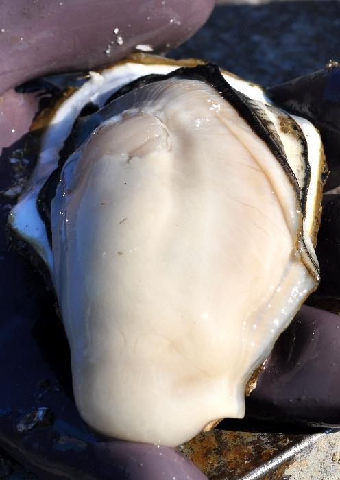 【ふるさと納税】白方産　りょうせん牡蠣　むき身　400g×2パック（加熱用）【予約受付中：旬にお届け！2025年12月中旬頃から期間限定出荷！】〔提供：株式会社　牡蠣屋りょうせん〕 サムネイル2