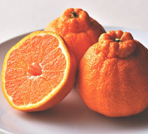 【ふるさと納税】【フルーツ定期便】さぬき讃フルーツ6種類 旬のフルーツを1種類ずつお届け 〔提供：ことひら街道〕シャインマスカット ピオーネ びわ さぬきゴールド デコポン さぬきひめ いちご フルーツ くだもの 香川県 多度津町 旬 新鮮 ふるーつ 果物 サムネイル3