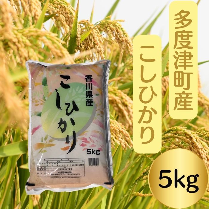 【令和7年産】多度津町産こしひかり 5kg 【香川県食糧事業協同組合】