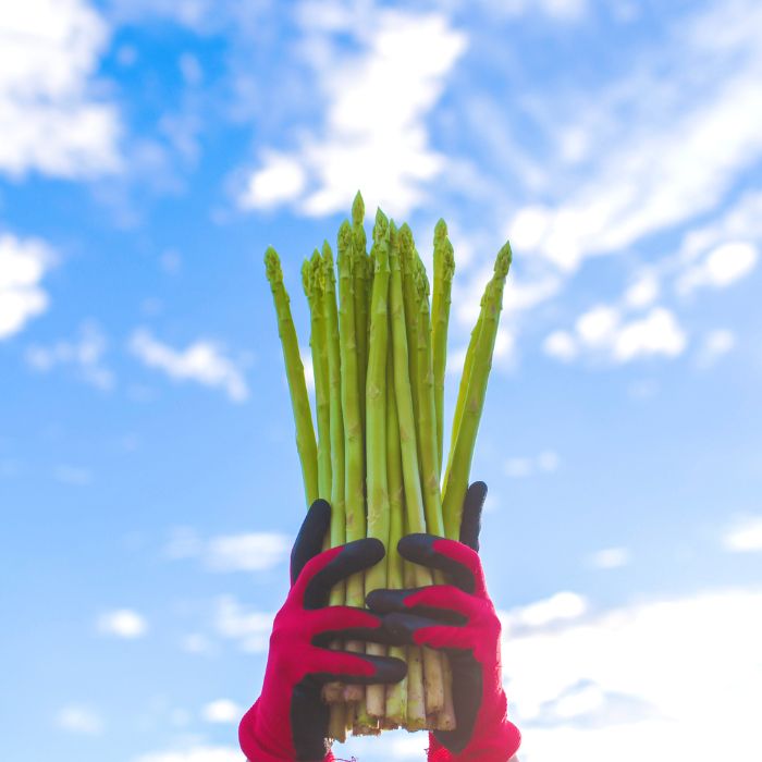 【ふるさと納税】アスパラ王子が育てた自慢のアスパラ「Lサイズ」1kg【予約受付：令和8年3～4月頃から順次発送】〔さぬきのめざめ おおもりや アスパラガス 春芽 ジューシー 長い 甘い 太い 贈答用 家庭用 〕〔提供：おおもりや〕 - 画像3