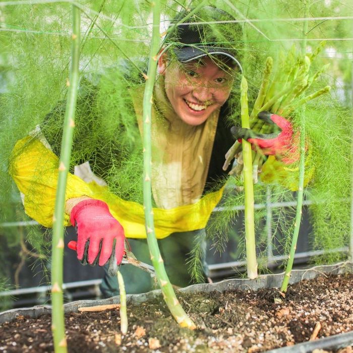 【ふるさと納税】アスパラ王子が育てた自慢のアスパラ「2Lサイズ」1kg【予約受付：令和8年3～4月頃から順次発送】【H-55】〔提供：おおもりや〕〔さぬきのめざめ おおもりや アスパラガス 春芽 ジューシー 長い 甘い 太い 贈答用 家庭用 〕 - 画像3