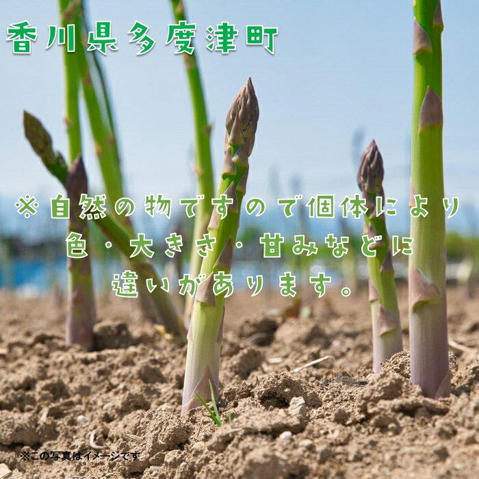 【ふるさと納税】さぬきのめざめ（夏芽）【令和8年6月中旬頃より発送！予約受付中！】〔提供：ことひら街道〕しあわせ製麺 アスパラガス シャキシャキ 爽やかな甘み まろやか 長い　野菜　やさい　香川　多度津町　期間限定 - 画像3