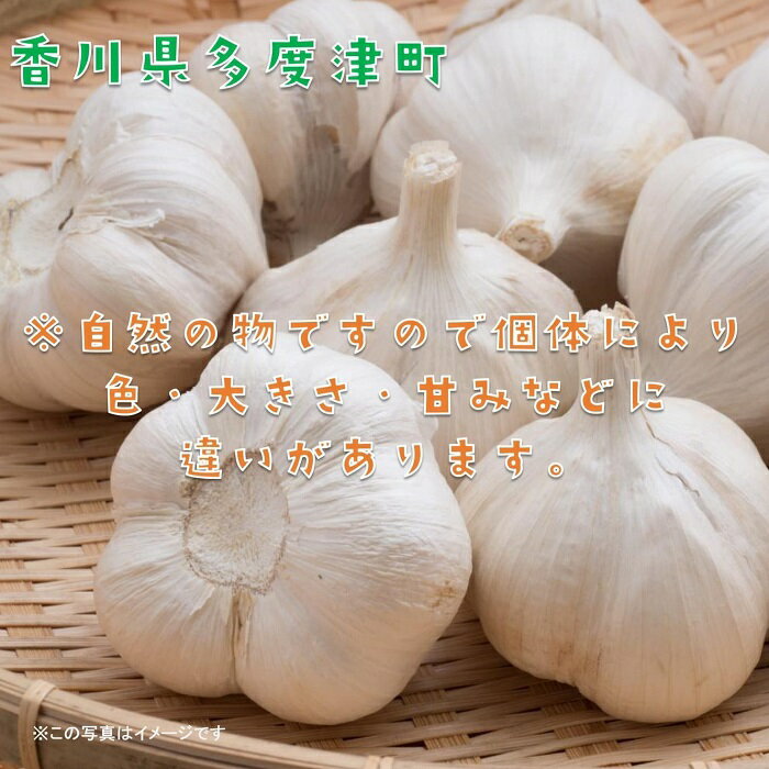 【ふるさと納税】多度津町産　乾燥にんにく 約2.5kg（予約受付中： 令和8年6月中旬より発送！）〔提供：株式会社ことひら街道〕しあわせ製麺 香川県 生産量全国2位 肉厚 ニンニク ガーリック 野菜 - 画像3