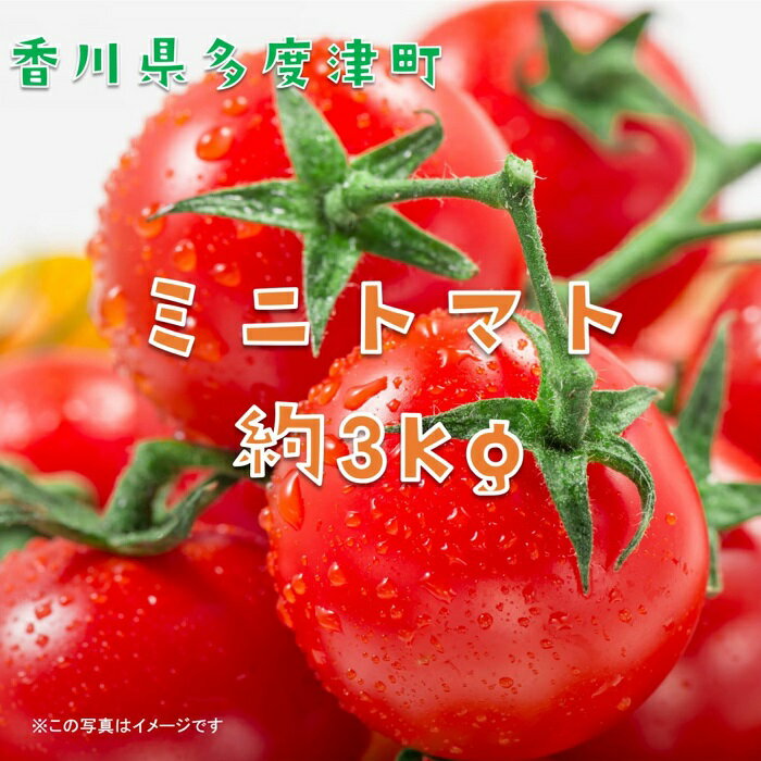 ミニトマト　約3kg〔提供：株式会社ことひら街道〕しあわせ製麺 トマト リコピン カロチン 野菜 とまと 香川県 多度津町 新鮮 農産物 サラダ