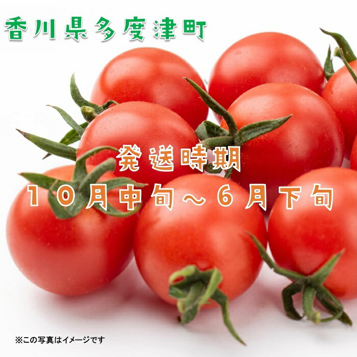 【ふるさと納税】ミニトマト　約3kg〔提供：株式会社ことひら街道〕しあわせ製麺 トマト リコピン カロチン 野菜 とまと 香川県 多度津町 新鮮 農産物 サラダ - 画像2